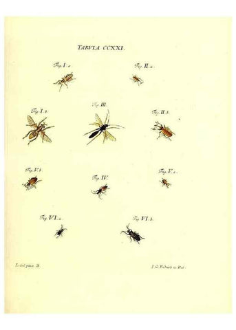 Reproducción/Reproduction 35538039374: Iacobi Christiani Schaefferi s.s. theologiae et philosophiae doctoris ... Icones insectorum circa Ratisbonam indigenorum :. Ratisbonae :Typis Breitfeldianis,MDCCLXXIX [1766-1779]