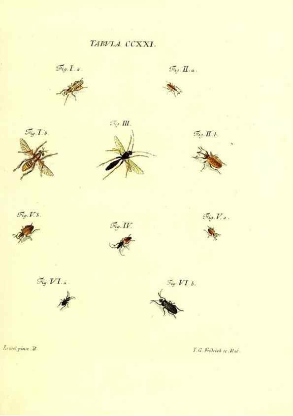 Reproducción/Reproduction 35538039374: Iacobi Christiani Schaefferi s.s. theologiae et philosophiae doctoris ... Icones insectorum circa Ratisbonam indigenorum :. Ratisbonae :Typis Breitfeldianis,MDCCLXXIX [1766-1779]