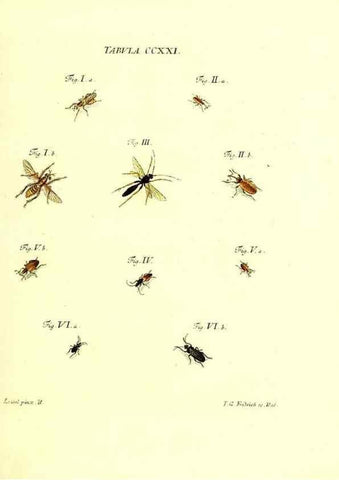 Reproducción/Reproduction 35538039374: Iacobi Christiani Schaefferi s.s. theologiae et philosophiae doctoris ... Icones insectorum circa Ratisbonam indigenorum :. Ratisbonae :Typis Breitfeldianis,MDCCLXXIX [1766-1779]