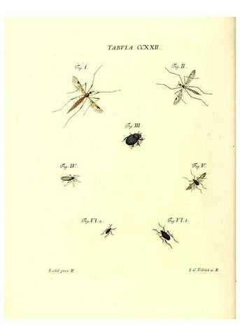 Reproducción/Reproduction 35538040584: Iacobi Christiani Schaefferi s.s. theologiae et philosophiae doctoris ... Icones insectorum circa Ratisbonam indigenorum :. Ratisbonae :Typis Breitfeldianis,MDCCLXXIX [1766-1779]