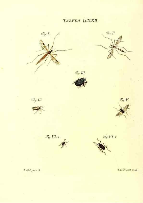 Reproducción/Reproduction 35538040584: Iacobi Christiani Schaefferi s.s. theologiae et philosophiae doctoris ... Icones insectorum circa Ratisbonam indigenorum :. Ratisbonae :Typis Breitfeldianis,MDCCLXXIX [1766-1779]