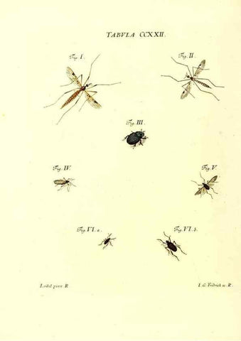Reproducción/Reproduction 35538040584: Iacobi Christiani Schaefferi s.s. theologiae et philosophiae doctoris ... Icones insectorum circa Ratisbonam indigenorum :. Ratisbonae :Typis Breitfeldianis,MDCCLXXIX [1766-1779]