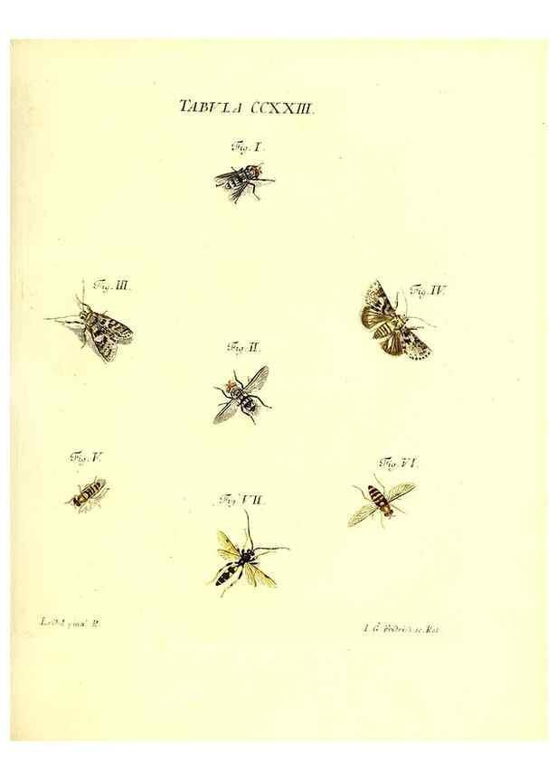Reproducción/Reproduction 36328860356: Iacobi Christiani Schaefferi s.s. theologiae et philosophiae doctoris ... Icones insectorum circa Ratisbonam indigenorum :. Ratisbonae :Typis Breitfeldianis,MDCCLXXIX [1766-1779]