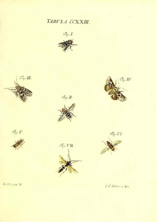 Reproducción/Reproduction 36328860356: Iacobi Christiani Schaefferi s.s. theologiae et philosophiae doctoris ... Icones insectorum circa Ratisbonam indigenorum :. Ratisbonae :Typis Breitfeldianis,MDCCLXXIX [1766-1779]