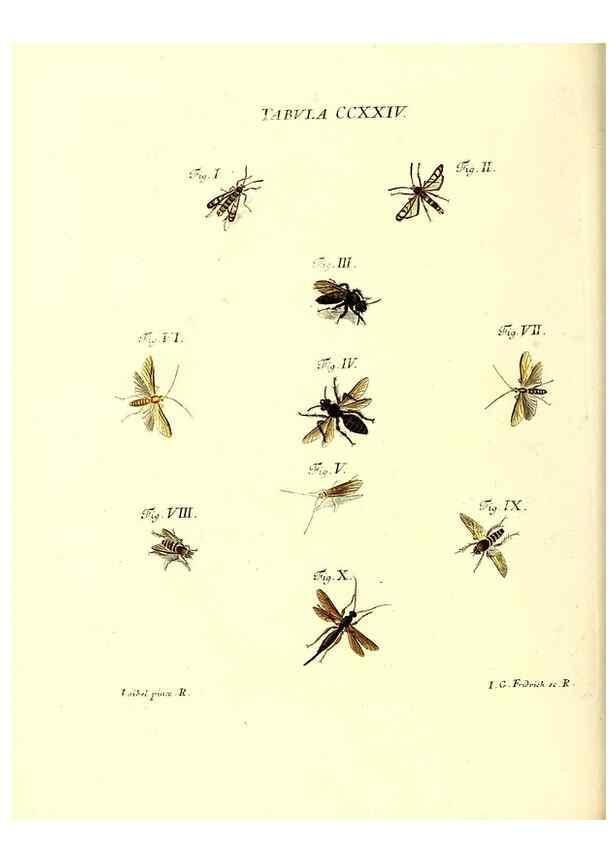 Reproducción/Reproduction 36328862116: Iacobi Christiani Schaefferi s.s. theologiae et philosophiae doctoris ... Icones insectorum circa Ratisbonam indigenorum :. Ratisbonae :Typis Breitfeldianis,MDCCLXXIX [1766-1779]