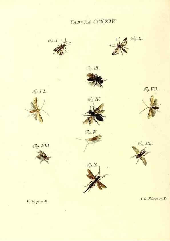 Reproducción/Reproduction 36328862116: Iacobi Christiani Schaefferi s.s. theologiae et philosophiae doctoris ... Icones insectorum circa Ratisbonam indigenorum :. Ratisbonae :Typis Breitfeldianis,MDCCLXXIX [1766-1779]