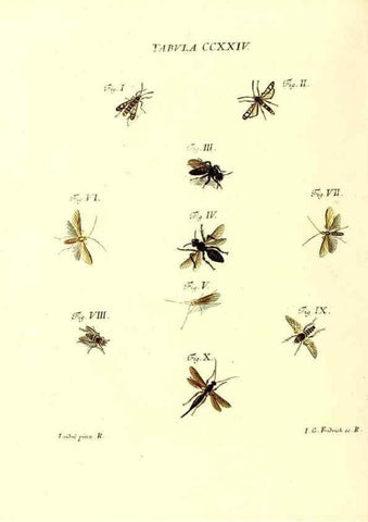 Reproducción/Reproduction 36328862116: Iacobi Christiani Schaefferi s.s. theologiae et philosophiae doctoris ... Icones insectorum circa Ratisbonam indigenorum :. Ratisbonae :Typis Breitfeldianis,MDCCLXXIX [1766-1779]