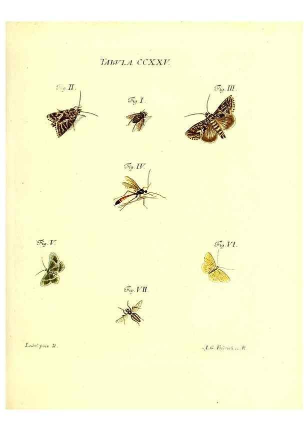 Reproducción/Reproduction 36328864116: Iacobi Christiani Schaefferi s.s. theologiae et philosophiae doctoris ... Icones insectorum circa Ratisbonam indigenorum :. Ratisbonae :Typis Breitfeldianis,MDCCLXXIX [1766-1779]