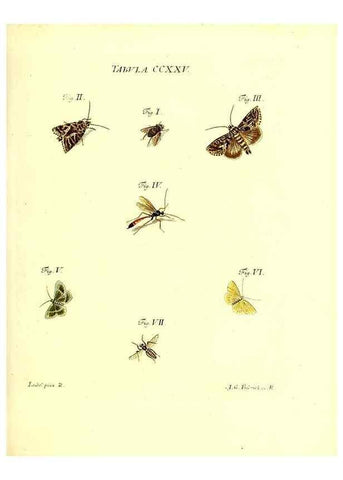Reproducción/Reproduction 36328864116: Iacobi Christiani Schaefferi s.s. theologiae et philosophiae doctoris ... Icones insectorum circa Ratisbonam indigenorum :. Ratisbonae :Typis Breitfeldianis,MDCCLXXIX [1766-1779]