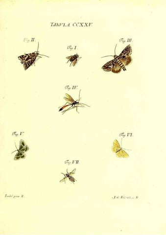 Reproducción/Reproduction 36328864116: Iacobi Christiani Schaefferi s.s. theologiae et philosophiae doctoris ... Icones insectorum circa Ratisbonam indigenorum :. Ratisbonae :Typis Breitfeldianis,MDCCLXXIX [1766-1779]