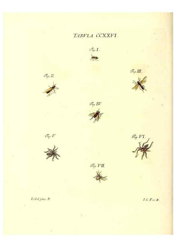 Reproducción/Reproduction 36328865666: Iacobi Christiani Schaefferi s.s. theologiae et philosophiae doctoris ... Icones insectorum circa Ratisbonam indigenorum :. Ratisbonae :Typis Breitfeldianis,MDCCLXXIX [1766-1779]