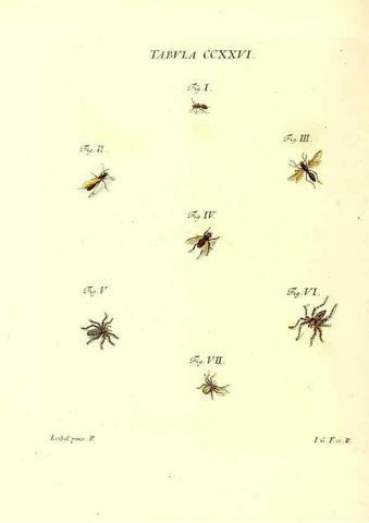 Reproducción/Reproduction 36328865666: Iacobi Christiani Schaefferi s.s. theologiae et philosophiae doctoris ... Icones insectorum circa Ratisbonam indigenorum :. Ratisbonae :Typis Breitfeldianis,MDCCLXXIX [1766-1779]
