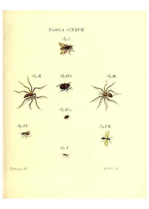 Reproducción/Reproduction 36328867566: Iacobi Christiani Schaefferi s.s. theologiae et philosophiae doctoris ... Icones insectorum circa Ratisbonam indigenorum :. Ratisbonae :Typis Breitfeldianis,MDCCLXXIX [1766-1779]