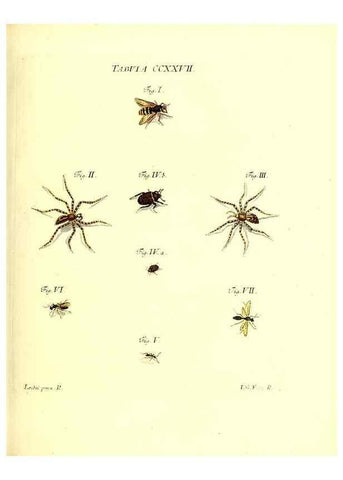 Reproducción/Reproduction 36328867566: Iacobi Christiani Schaefferi s.s. theologiae et philosophiae doctoris ... Icones insectorum circa Ratisbonam indigenorum :. Ratisbonae :Typis Breitfeldianis,MDCCLXXIX [1766-1779]