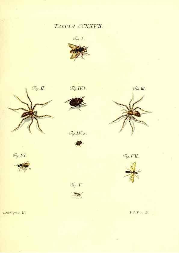 Reproducción/Reproduction 36328867566: Iacobi Christiani Schaefferi s.s. theologiae et philosophiae doctoris ... Icones insectorum circa Ratisbonam indigenorum :. Ratisbonae :Typis Breitfeldianis,MDCCLXXIX [1766-1779]