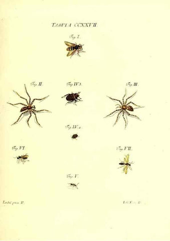 Reproducción/Reproduction 36328867566: Iacobi Christiani Schaefferi s.s. theologiae et philosophiae doctoris ... Icones insectorum circa Ratisbonam indigenorum :. Ratisbonae :Typis Breitfeldianis,MDCCLXXIX [1766-1779]