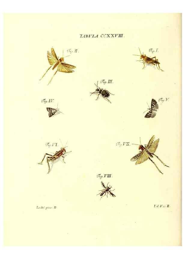 Reproducción/Reproduction 35565500633: Iacobi Christiani Schaefferi s.s. theologiae et philosophiae doctoris ... Icones insectorum circa Ratisbonam indigenorum :. Ratisbonae :Typis Breitfeldianis,MDCCLXXIX [1766-1779]