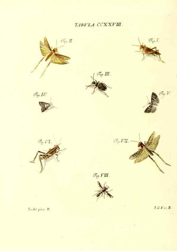 Reproducción/Reproduction 35565500633: Iacobi Christiani Schaefferi s.s. theologiae et philosophiae doctoris ... Icones insectorum circa Ratisbonam indigenorum :. Ratisbonae :Typis Breitfeldianis,MDCCLXXIX [1766-1779]
