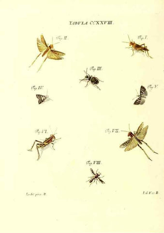 Reproducción/Reproduction 35565500633: Iacobi Christiani Schaefferi s.s. theologiae et philosophiae doctoris ... Icones insectorum circa Ratisbonam indigenorum :. Ratisbonae :Typis Breitfeldianis,MDCCLXXIX [1766-1779]