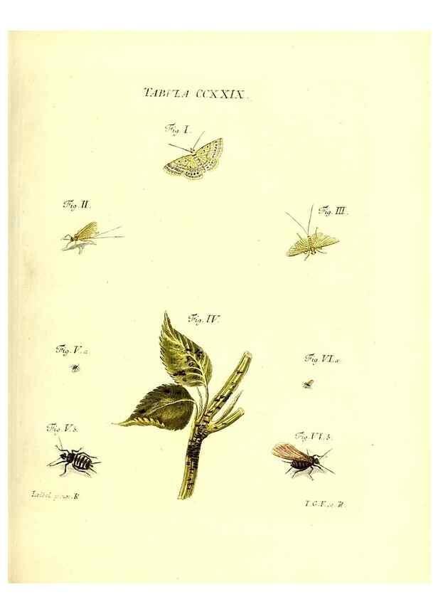 Reproducción/Reproduction 35565501703: Iacobi Christiani Schaefferi s.s. theologiae et philosophiae doctoris ... Icones insectorum circa Ratisbonam indigenorum :. Ratisbonae :Typis Breitfeldianis,MDCCLXXIX [1766-1779]