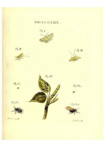 Reproducción/Reproduction 35565501703: Iacobi Christiani Schaefferi s.s. theologiae et philosophiae doctoris ... Icones insectorum circa Ratisbonam indigenorum :. Ratisbonae :Typis Breitfeldianis,MDCCLXXIX [1766-1779]
