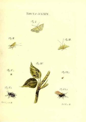 Reproducción/Reproduction 35565501703: Iacobi Christiani Schaefferi s.s. theologiae et philosophiae doctoris ... Icones insectorum circa Ratisbonam indigenorum :. Ratisbonae :Typis Breitfeldianis,MDCCLXXIX [1766-1779]