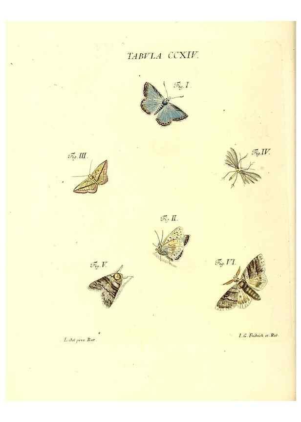 Reproducción/Reproduction 35538029104: Iacobi Christiani Schaefferi s.s. theologiae et philosophiae doctoris ... Icones insectorum circa Ratisbonam indigenorum :. Ratisbonae :Typis Breitfeldianis,MDCCLXXIX [1766-1779]
