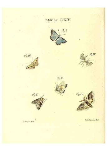 Reproducción/Reproduction 35538029104: Iacobi Christiani Schaefferi s.s. theologiae et philosophiae doctoris ... Icones insectorum circa Ratisbonam indigenorum :. Ratisbonae :Typis Breitfeldianis,MDCCLXXIX [1766-1779]