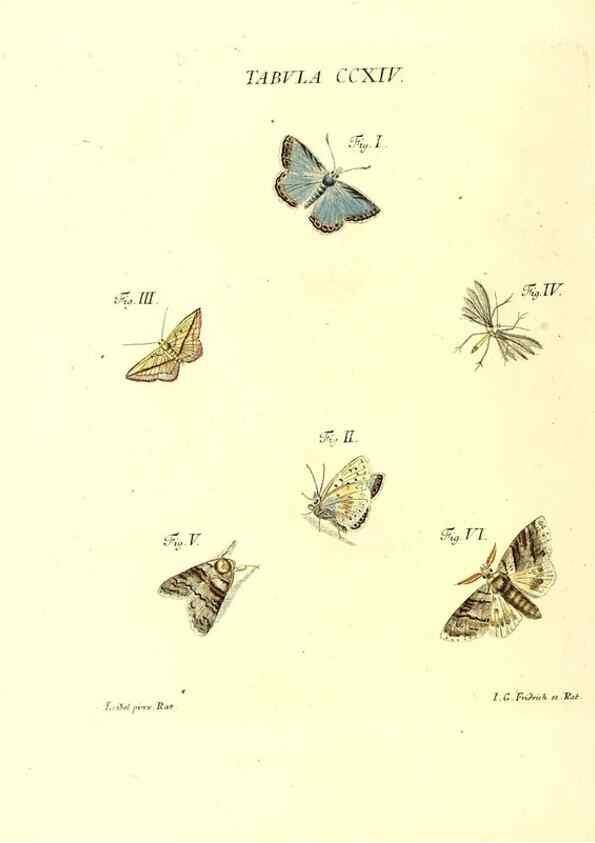 Reproducción/Reproduction 35538029104: Iacobi Christiani Schaefferi s.s. theologiae et philosophiae doctoris ... Icones insectorum circa Ratisbonam indigenorum :. Ratisbonae :Typis Breitfeldianis,MDCCLXXIX [1766-1779]