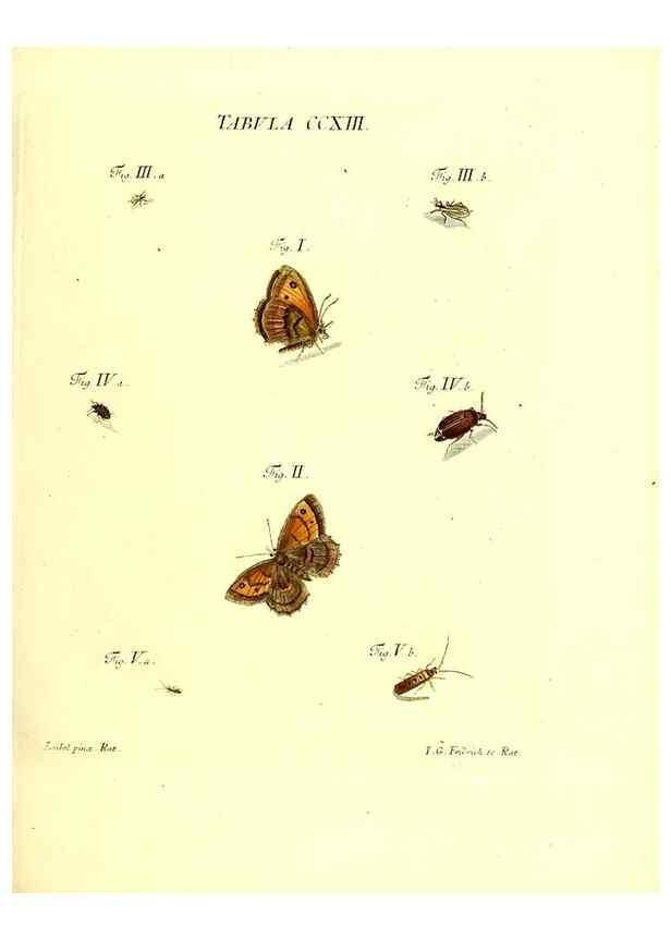 Reproducción/Reproduction 35538027334: Iacobi Christiani Schaefferi s.s. theologiae et philosophiae doctoris ... Icones insectorum circa Ratisbonam indigenorum :. Ratisbonae :Typis Breitfeldianis,MDCCLXXIX [1766-1779]