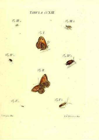 Reproducción/Reproduction 35538027334: Iacobi Christiani Schaefferi s.s. theologiae et philosophiae doctoris ... Icones insectorum circa Ratisbonam indigenorum :. Ratisbonae :Typis Breitfeldianis,MDCCLXXIX [1766-1779]