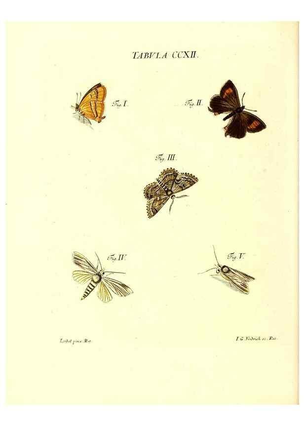 Reproducción/Reproduction 35538025264: Iacobi Christiani Schaefferi s.s. theologiae et philosophiae doctoris ... Icones insectorum circa Ratisbonam indigenorum :. Ratisbonae :Typis Breitfeldianis,MDCCLXXIX [1766-1779]