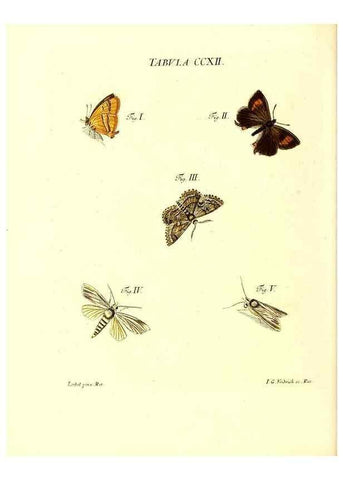Reproducción/Reproduction 35538025264: Iacobi Christiani Schaefferi s.s. theologiae et philosophiae doctoris ... Icones insectorum circa Ratisbonam indigenorum :. Ratisbonae :Typis Breitfeldianis,MDCCLXXIX [1766-1779]