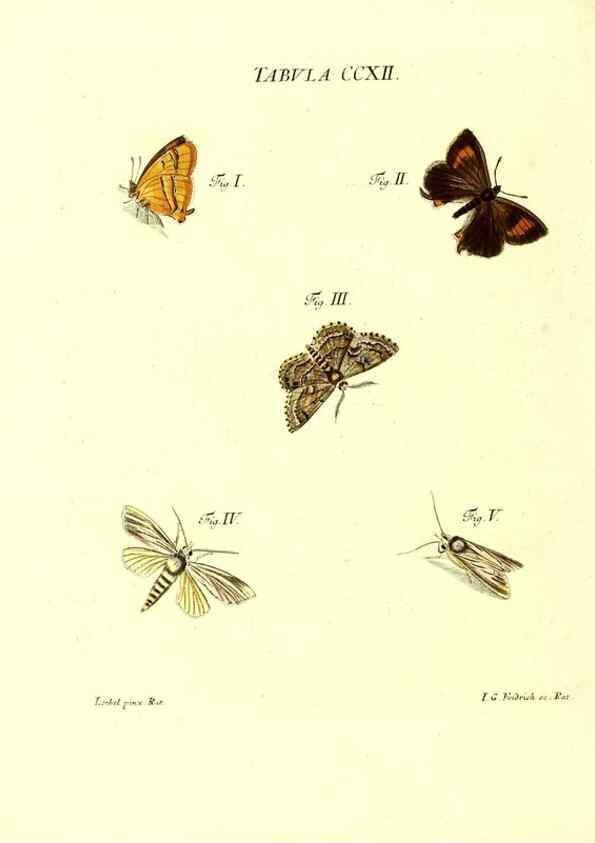 Reproducción/Reproduction 35538025264: Iacobi Christiani Schaefferi s.s. theologiae et philosophiae doctoris ... Icones insectorum circa Ratisbonam indigenorum :. Ratisbonae :Typis Breitfeldianis,MDCCLXXIX [1766-1779]