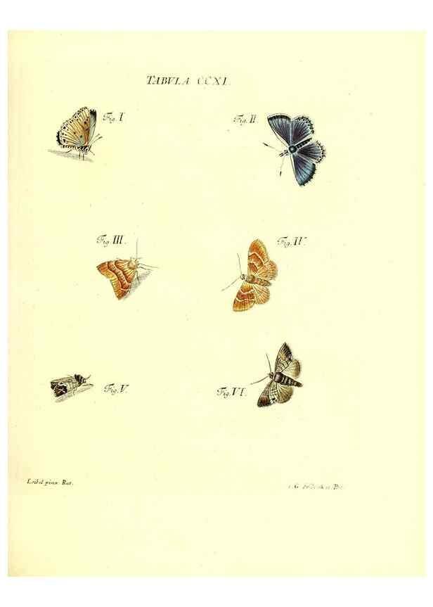 Reproducción/Reproduction 35538023454: Iacobi Christiani Schaefferi s.s. theologiae et philosophiae doctoris ... Icones insectorum circa Ratisbonam indigenorum :. Ratisbonae :Typis Breitfeldianis,MDCCLXXIX [1766-1779]