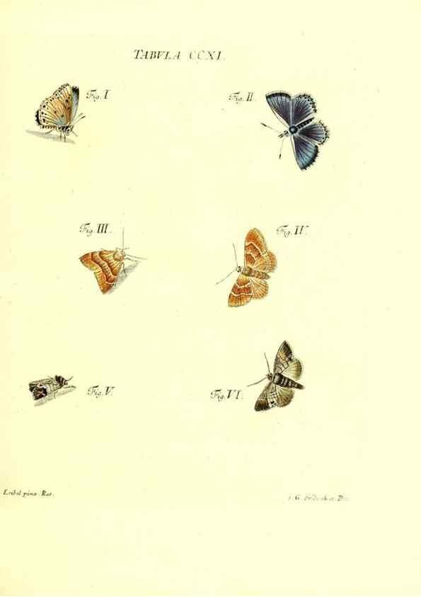 Reproducción/Reproduction 35538023454: Iacobi Christiani Schaefferi s.s. theologiae et philosophiae doctoris ... Icones insectorum circa Ratisbonam indigenorum :. Ratisbonae :Typis Breitfeldianis,MDCCLXXIX [1766-1779]