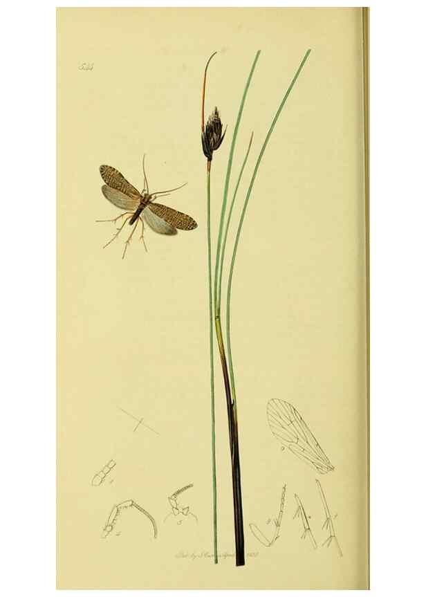 Reproducción/Reproduction 36328671026: British entomology :. London,Printed for the author,1823-1840 [i.e. 1840].