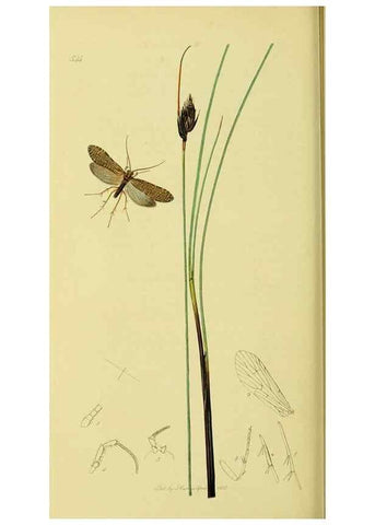 Reproducción/Reproduction 36328671026: British entomology :. London,Printed for the author,1823-1840 [i.e. 1840].