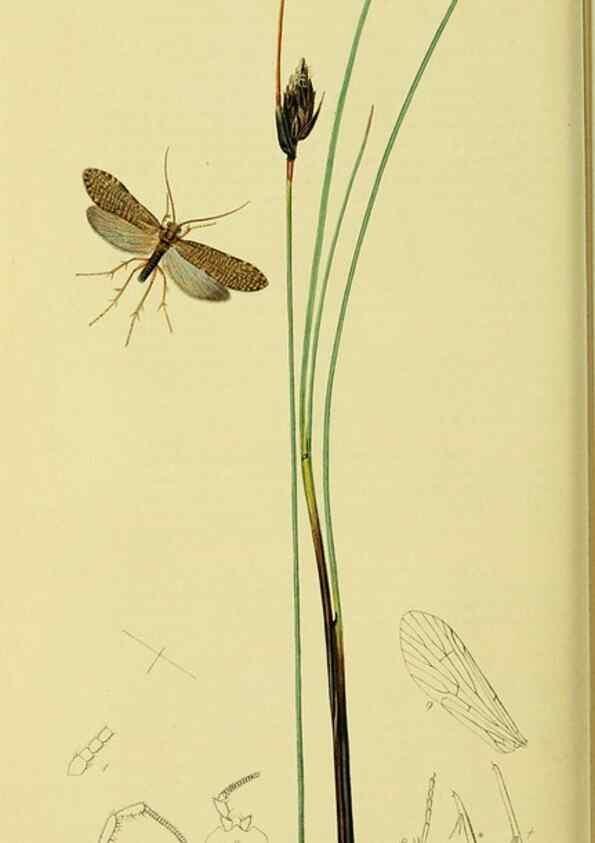 Reproducción/Reproduction 36328671026: British entomology :. London,Printed for the author,1823-1840 [i.e. 1840].