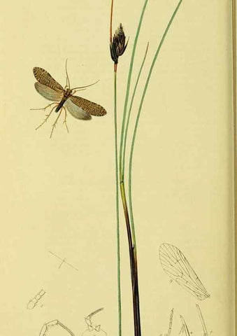 Reproducción/Reproduction 36328671026: British entomology :. London,Printed for the author,1823-1840 [i.e. 1840].