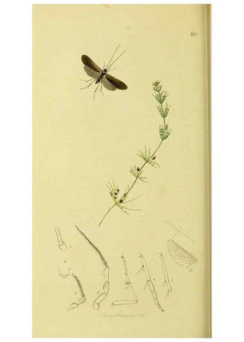 Reproducción/Reproduction 36328672306: British entomology :. London,Printed for the author,1823-1840 [i.e. 1840].