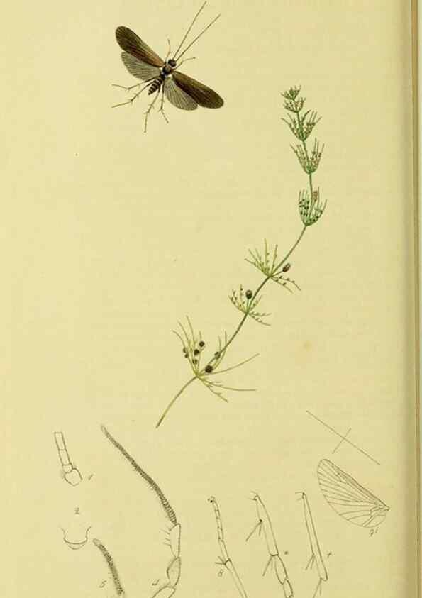 Reproducción/Reproduction 36328672306: British entomology :. London,Printed for the author,1823-1840 [i.e. 1840].