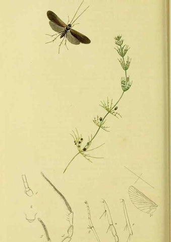 Reproducción/Reproduction 36328672306: British entomology :. London,Printed for the author,1823-1840 [i.e. 1840].