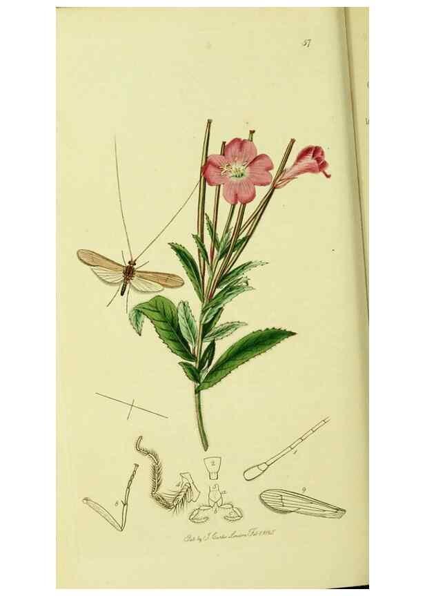 Reproducción/Reproduction 36236894721: British entomology :. London,Printed for the author,1823-1840 [i.e. 1840].