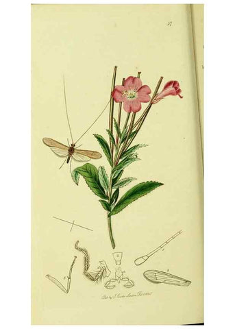 Reproducción/Reproduction 36236894721: British entomology :. London,Printed for the author,1823-1840 [i.e. 1840].
