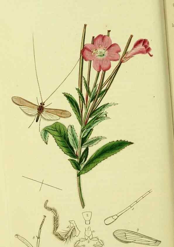 Reproducción/Reproduction 36236894721: British entomology :. London,Printed for the author,1823-1840 [i.e. 1840].