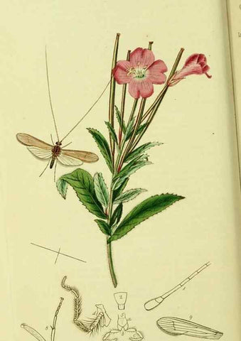 Reproducción/Reproduction 36236894721: British entomology :. London,Printed for the author,1823-1840 [i.e. 1840].