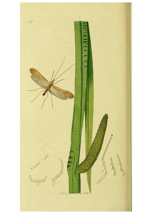 Reproducción/Reproduction 36236897981: British entomology :. London,Printed for the author,1823-1840 [i.e. 1840].