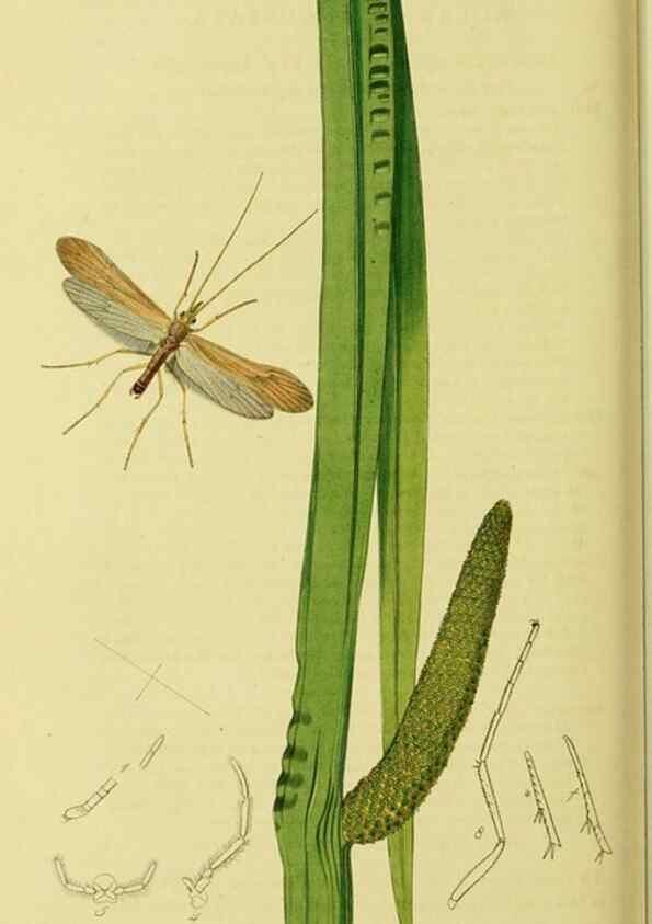 Reproducción/Reproduction 36236897981: British entomology :. London,Printed for the author,1823-1840 [i.e. 1840].