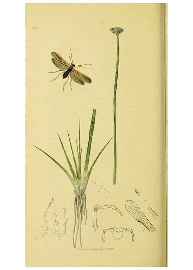 Reproducción/Reproduction 36236901371: British entomology :. London,Printed for the author,1823-1840 [i.e. 1840].